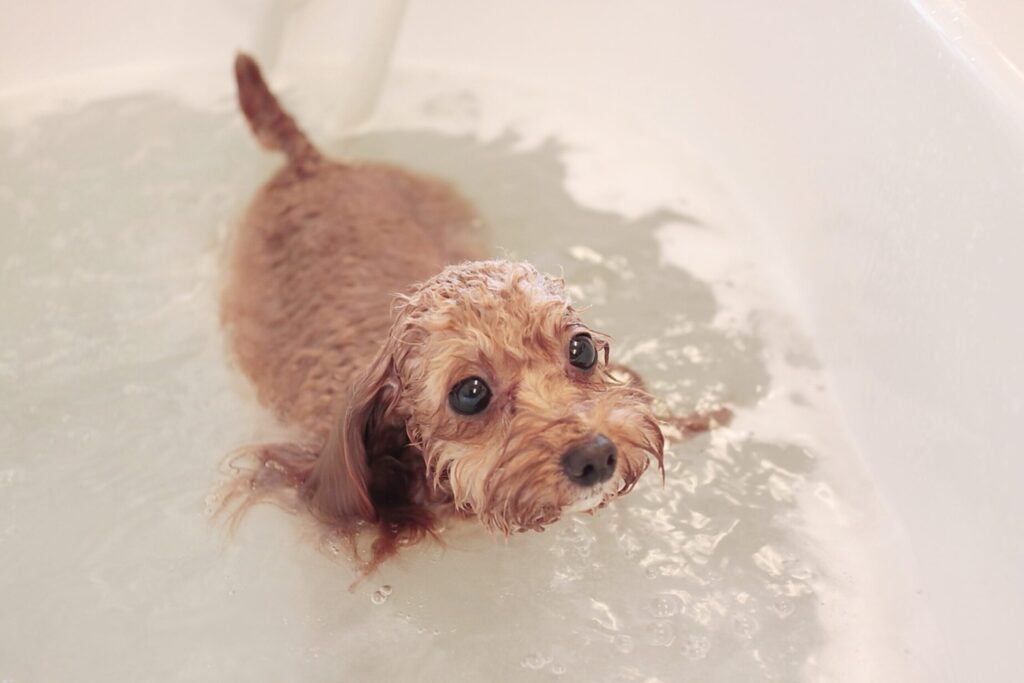 岐阜市のナノバブルオゾン正規導入店