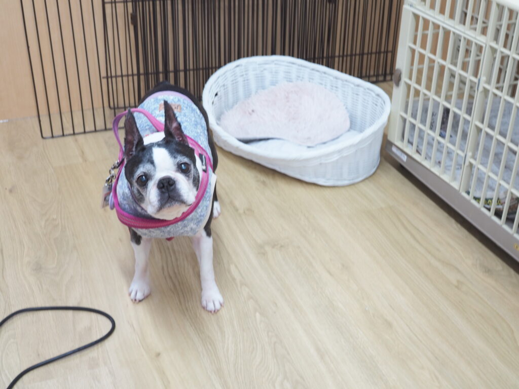 岐阜市でおすすめの一時預かり・ドッグホテル