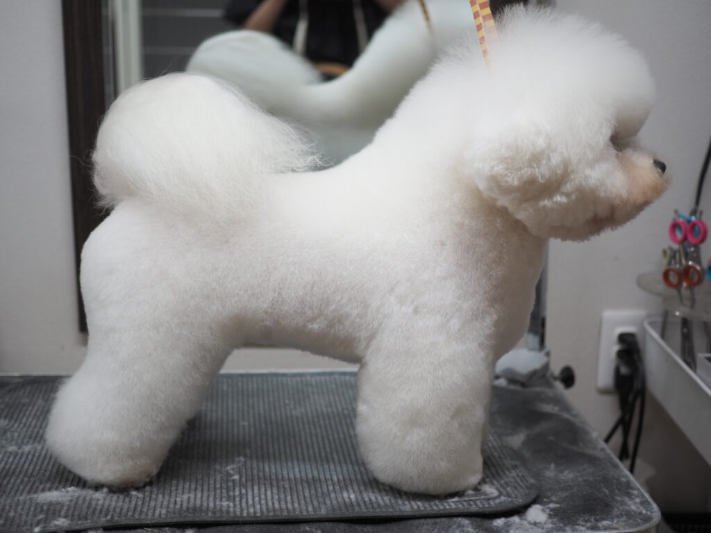 岐阜市で人気のドッグサロン「コロン」のカットスタイル