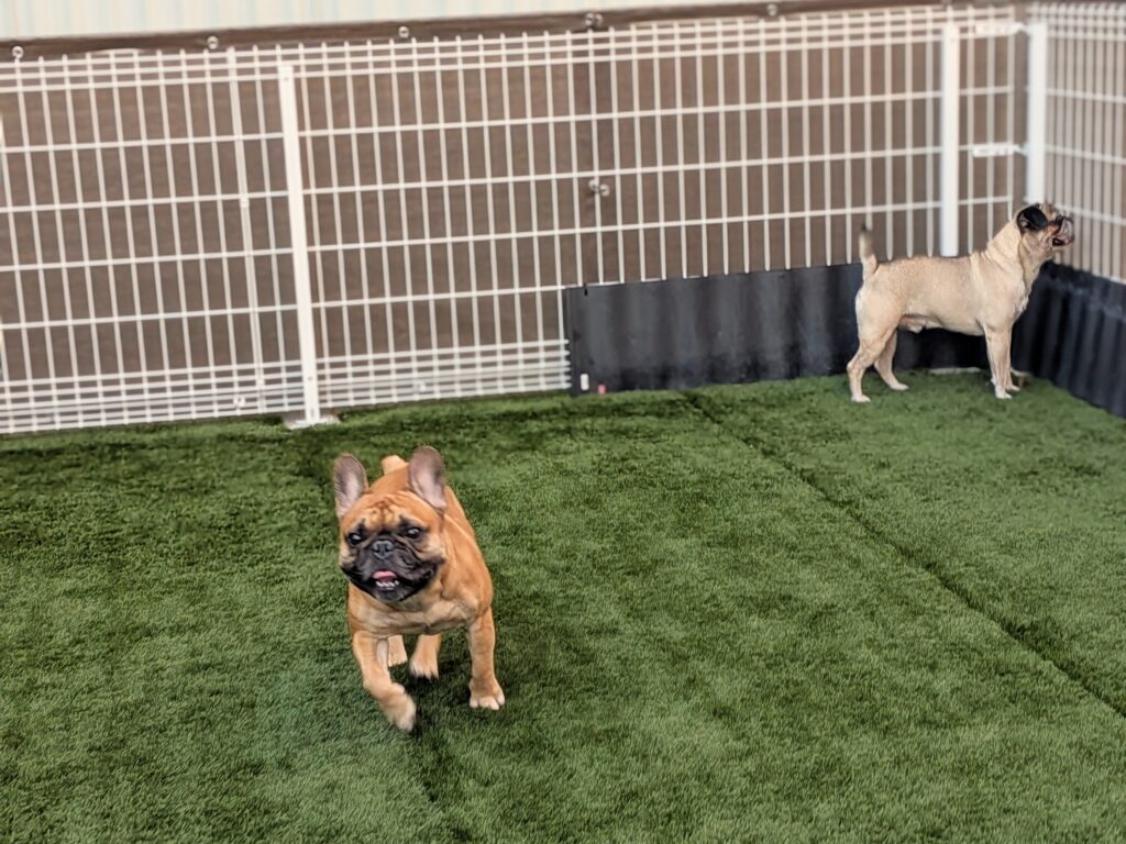 岐阜市「コロン」利用者限定のプライベートドッグラン