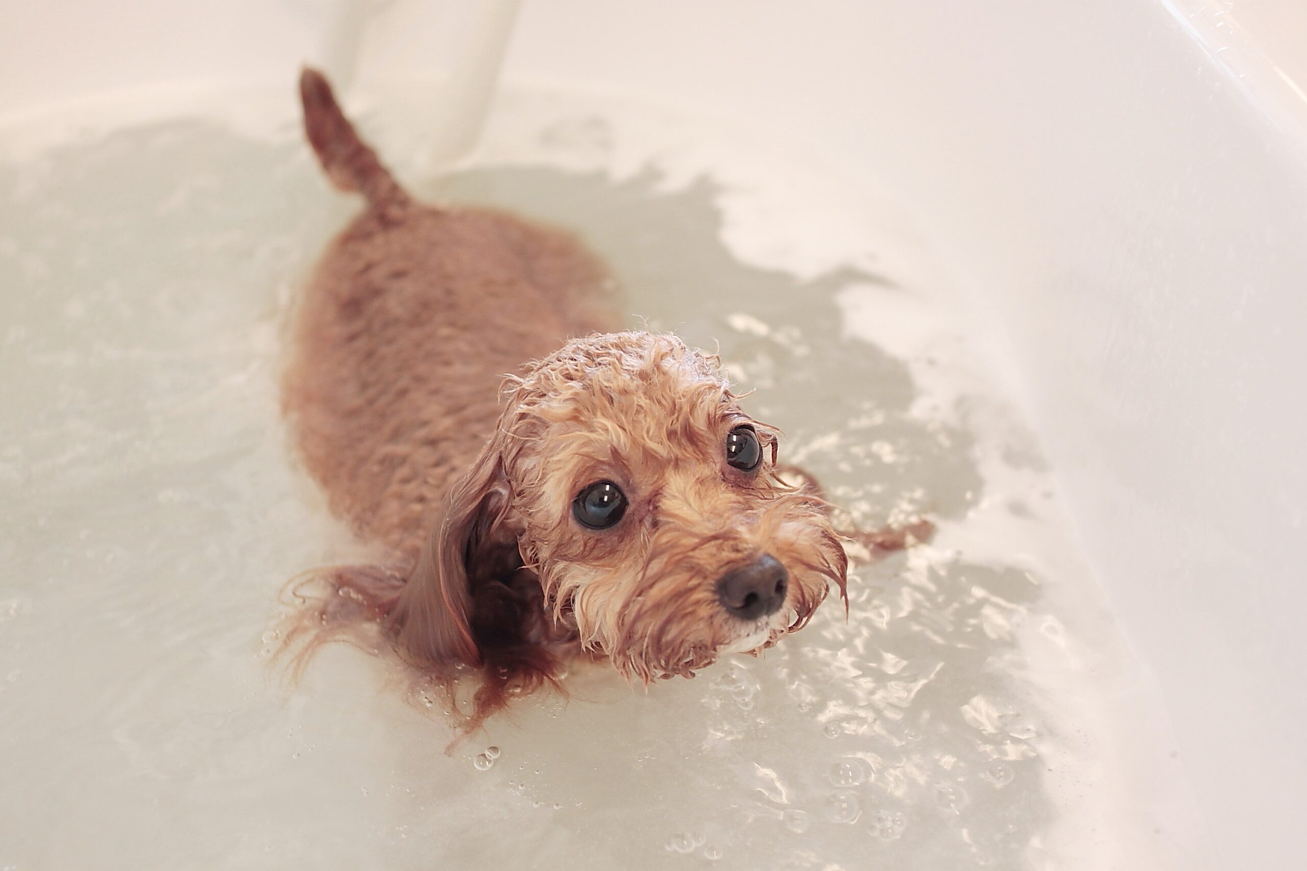 ナノバブルオゾンシャワー導入店