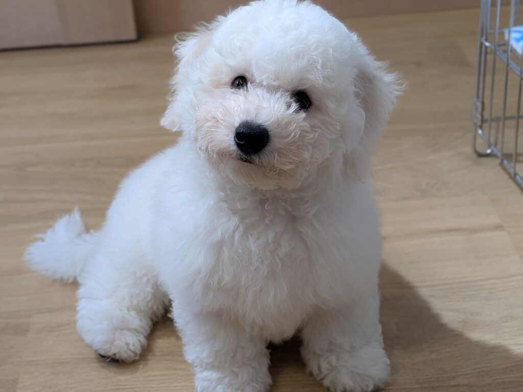 もこもこ可愛いビション・フリーゼの看板犬たち