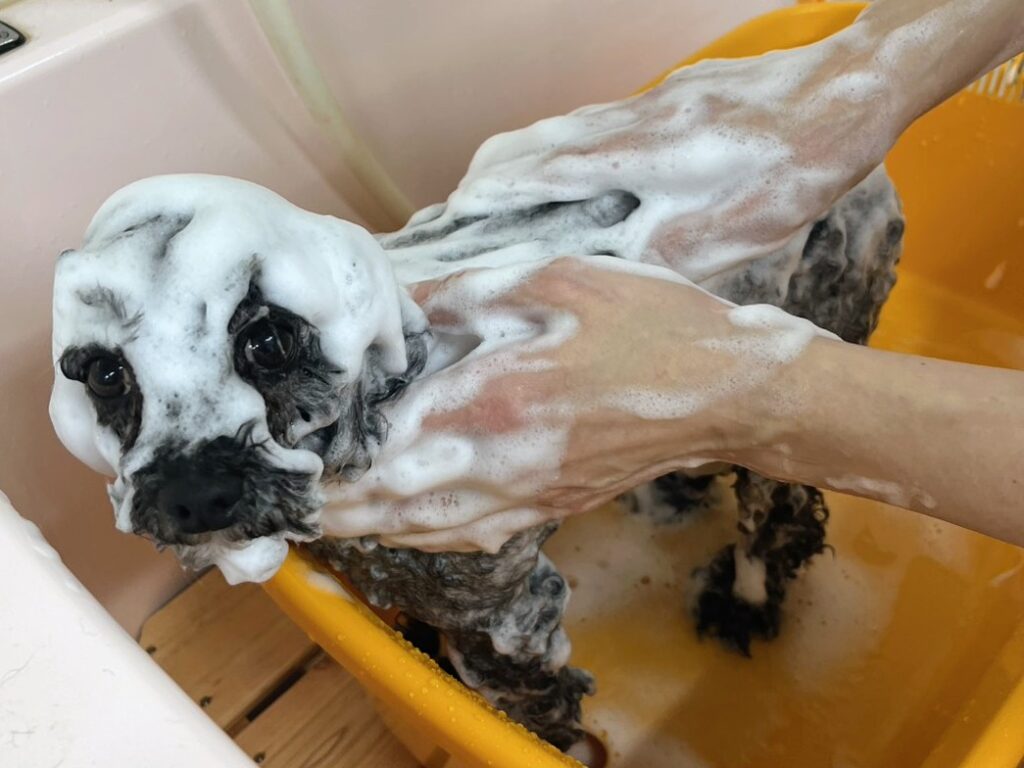 シャンプー中のわんちゃん