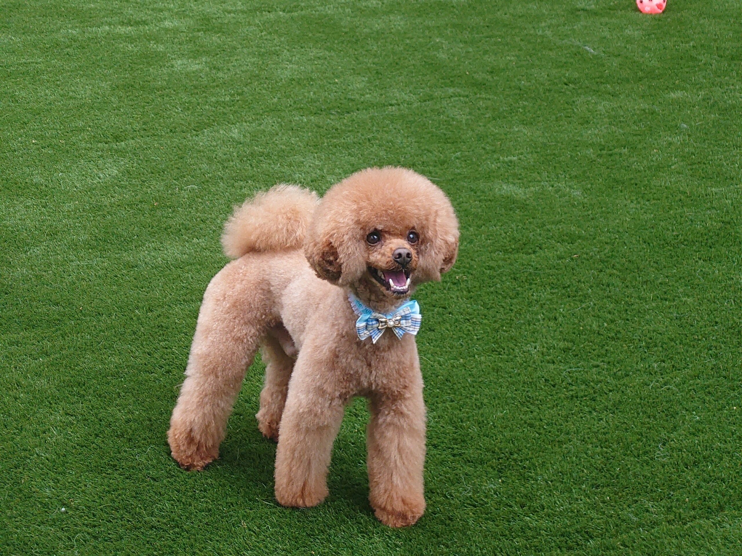 ドッグランで遊ぶ様子