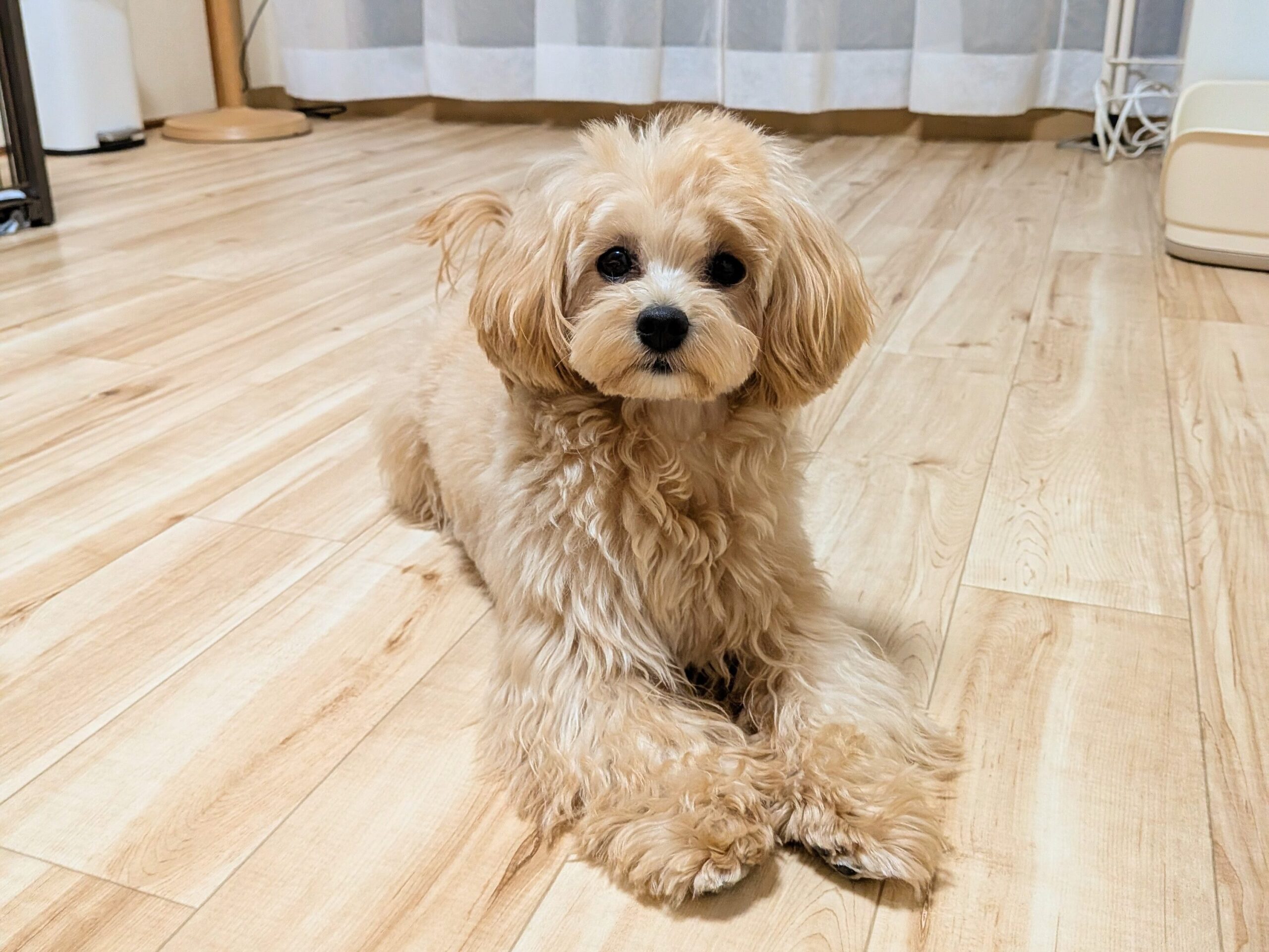 岐阜市のケージフリーの広々預かりペットホテル