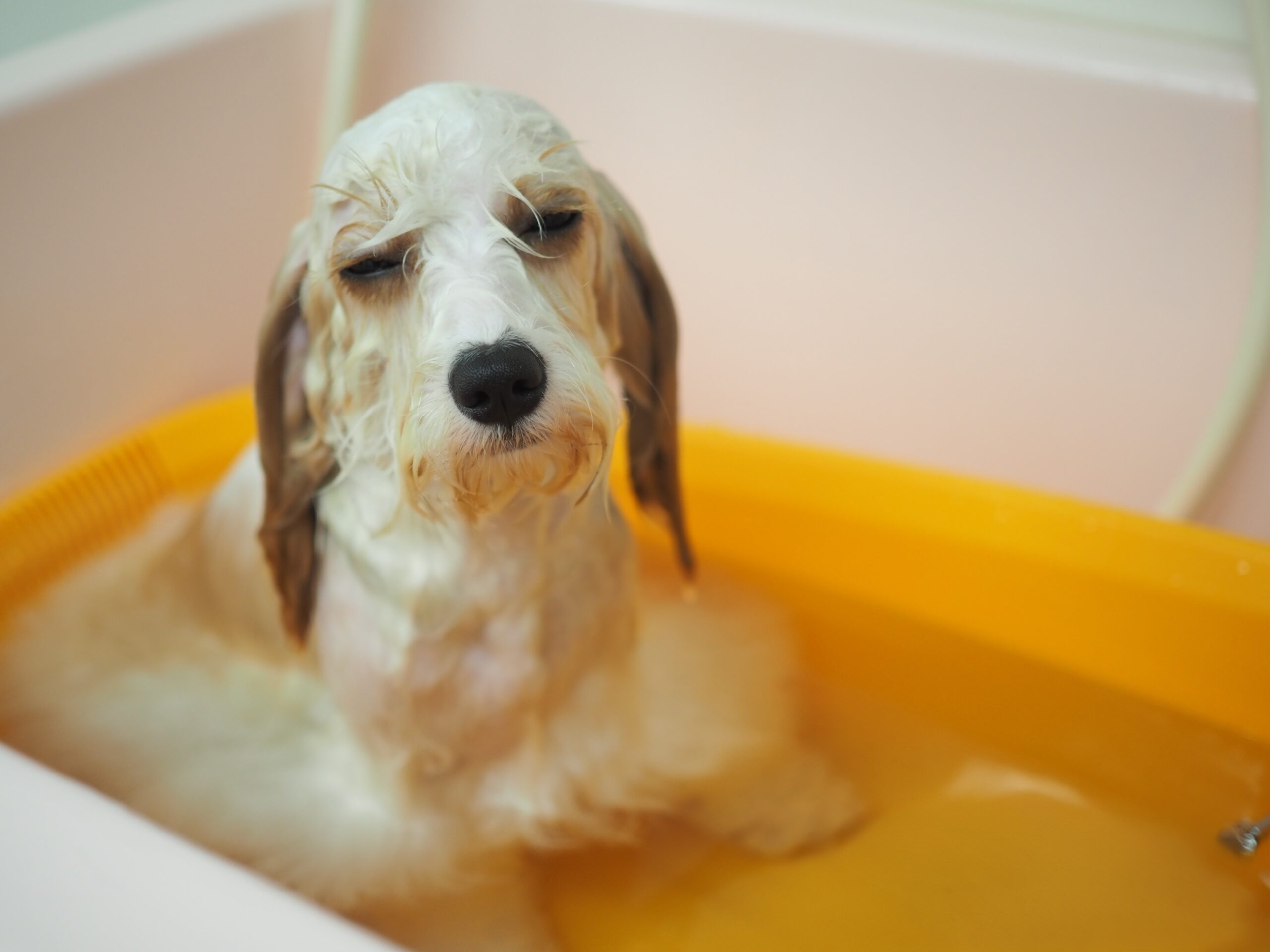 岐阜のオススメトリミングサロン「コロン」