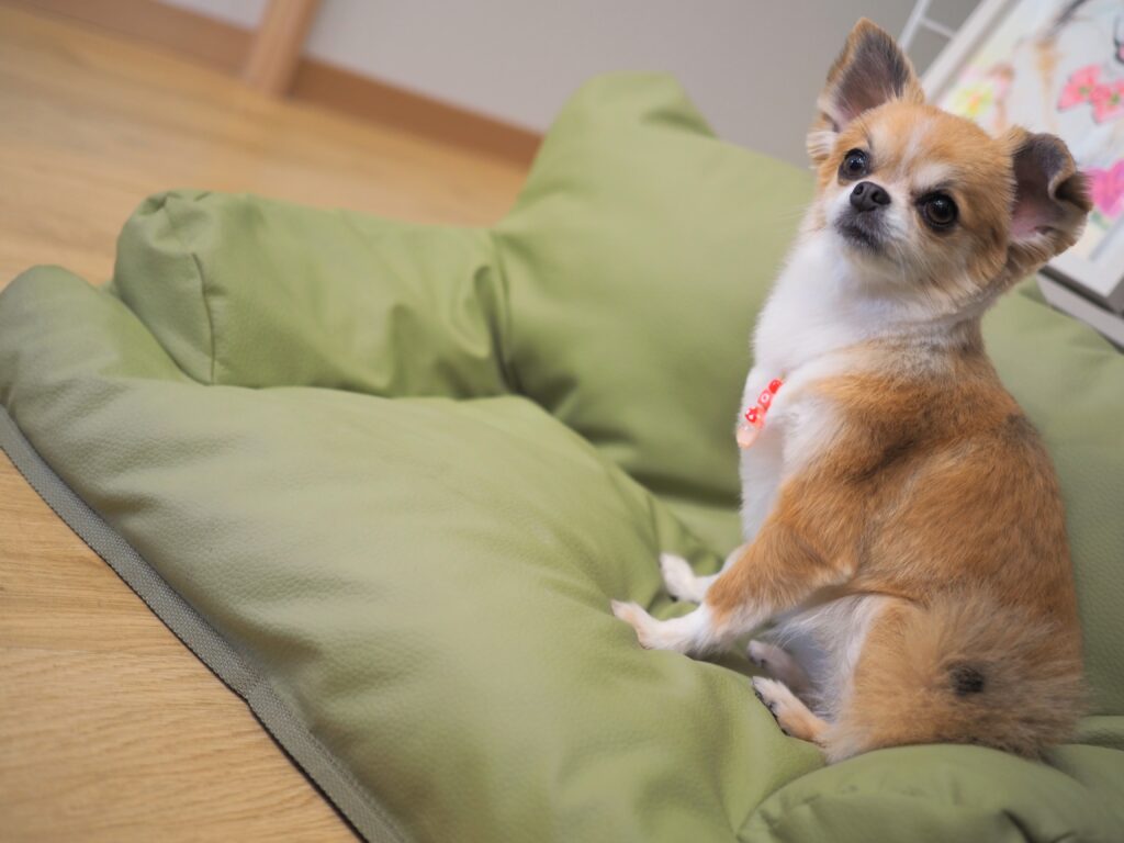 岐阜市でおすすめの一時預かり・ドッグホテル