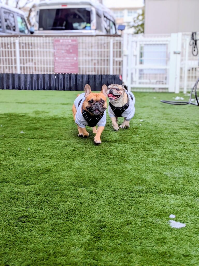 併設のドッグランでリフレッシュするわんちゃん