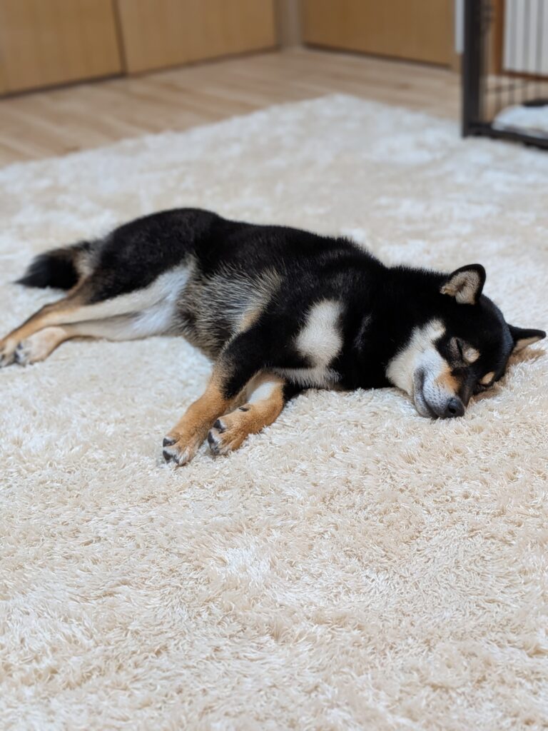 24時間スタッフ常駐の岐阜市のペットホテル