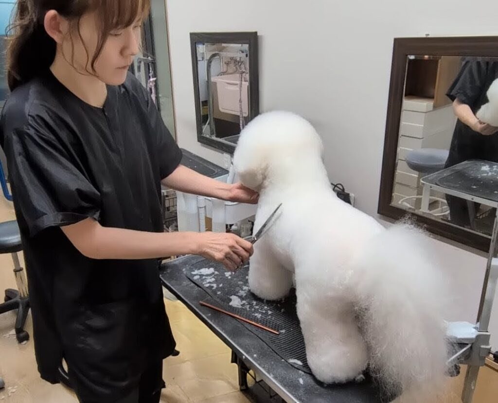 JKC公認A級トリマーによる丁寧なトリミング