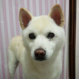 店名の由来となった大切な保護犬のコロちゃん